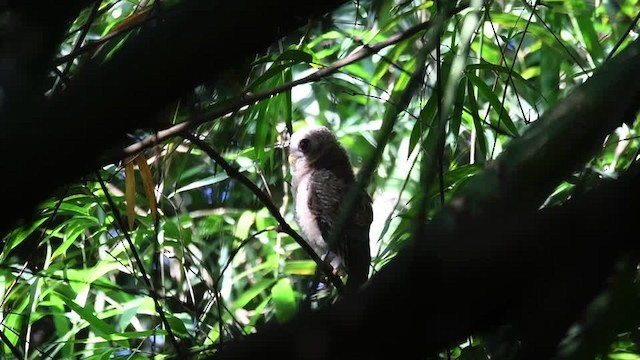 African Wood-Owl - ML201217561