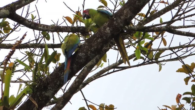 Great Green Macaw - ML201218101