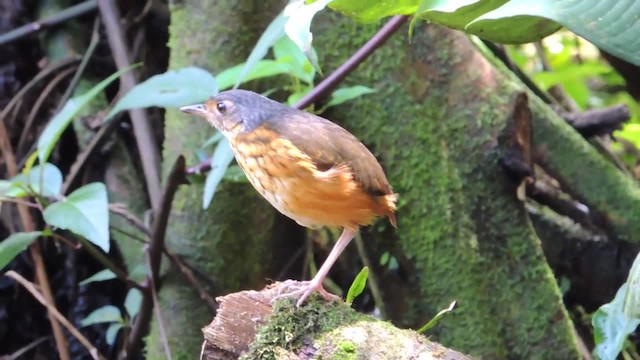  - Thicket Antpitta