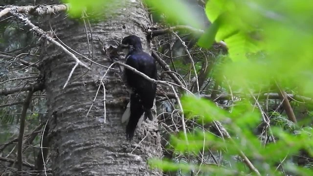 Black-backed Woodpecker - ML201218161