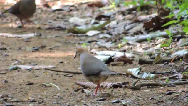 Gray-chested Dove (rufinucha) - ML201218201