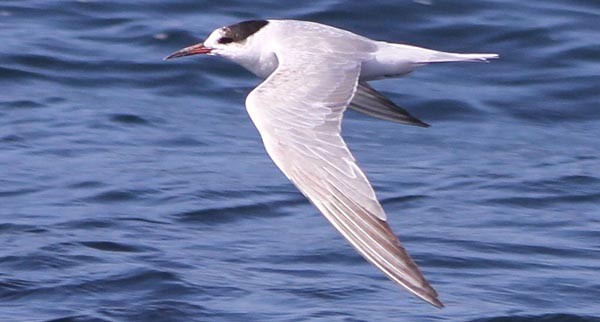 Common Tern - Don Roberson