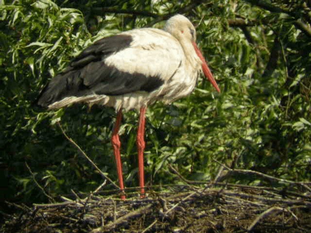 White Stork - ML201218591