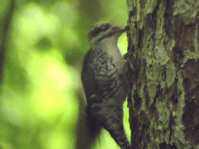 Eurasian Three-toed Woodpecker (Eurasian) - ML201218751