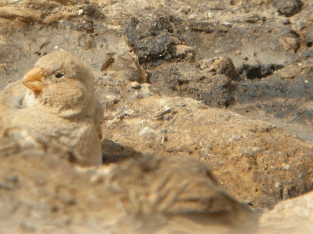Толстоклювый пустынный вьюрок - ML201219221