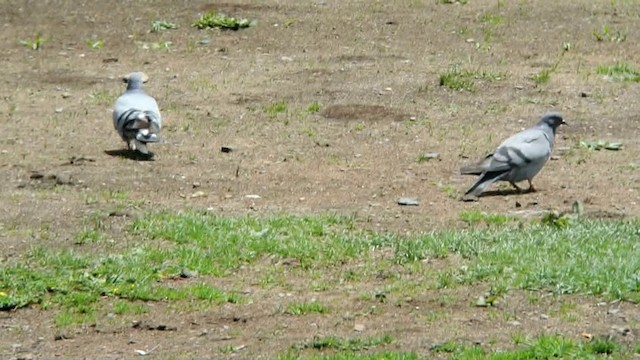 holub útesový - ML201219671