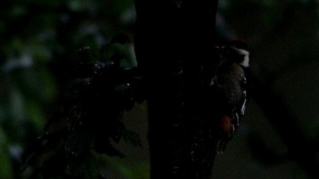 White-backed Woodpecker (White-backed) - ML201219891