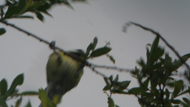 Green-backed Tit - ML201219921