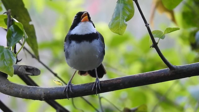 Saffron-billed Sparrow (Gray-backed) - ML201220191