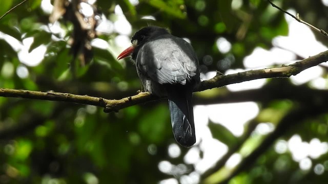 White-fronted Nunbird (Costa Rican) - ML201220341