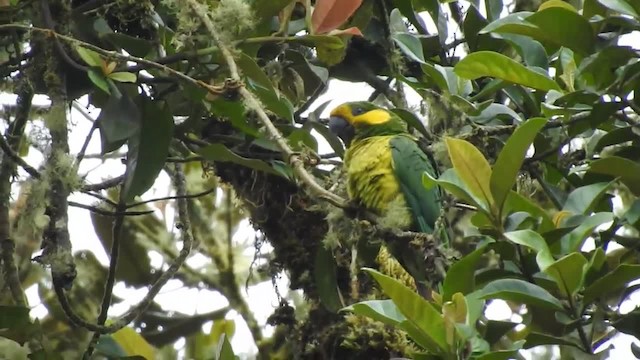 Yellow-eared Parrot - ML201220561