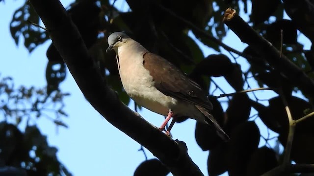 holub šedohlavý (ssp. plumbeiceps/notia) - ML201220571