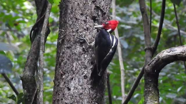 Pale-billed Woodpecker - ML201220661