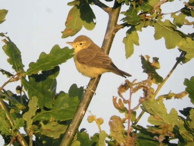Melodious Warbler - ML201221011