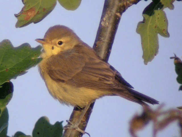 Melodious Warbler - ML201221021
