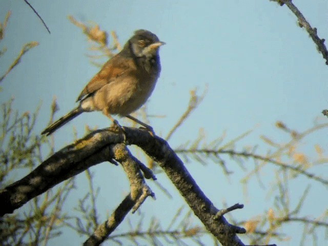 Spectacled Warbler - ML201221041