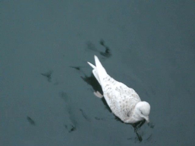 Iceland Gull (glaucoides) - ML201221281