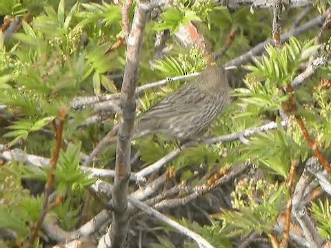 Red-mantled Rosefinch - ML201221451