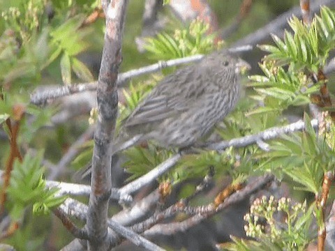 Red-mantled Rosefinch - ML201221461