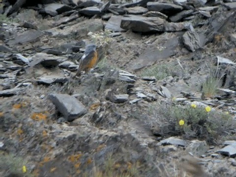 Rufous-tailed Rock-Thrush - ML201221741