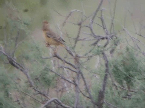 Red-headed Bunting - ML201221861