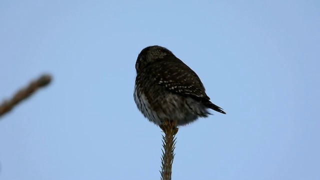 Eurasian Pygmy-Owl - ML201222311