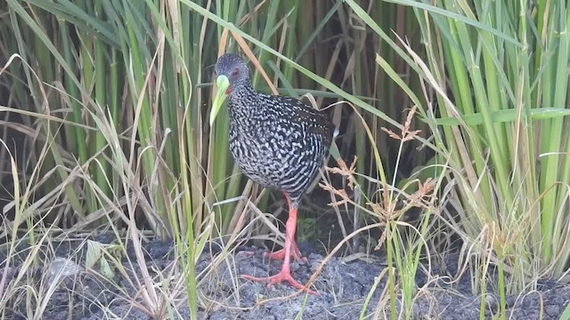 Spotted Rail - ML201222501
