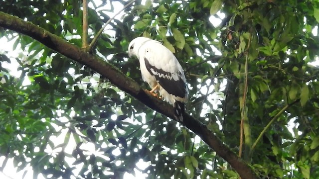 White Hawk (White-shouldered) - ML201222521