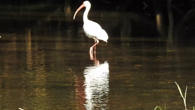 ibis bílý - ML201222571