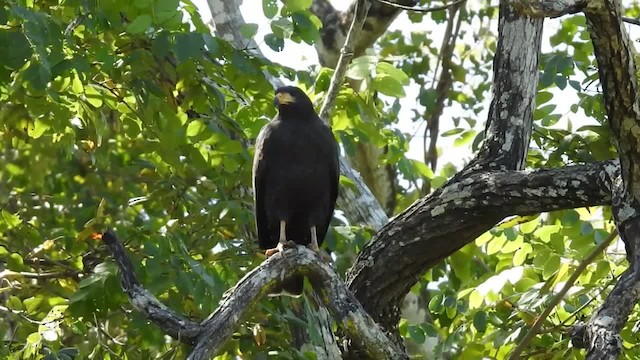 Common Black Hawk (Mangrove) - ML201222591