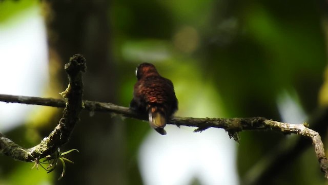 kolibřík běločelý - ML201222731