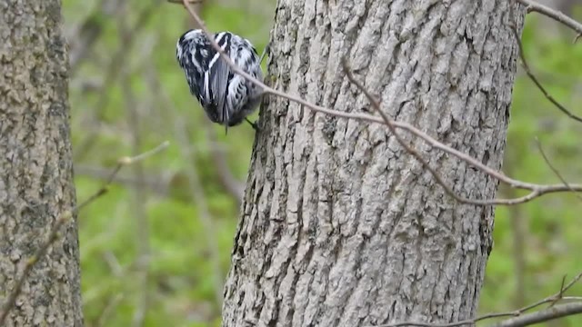 Black-and-white Warbler - ML201222791