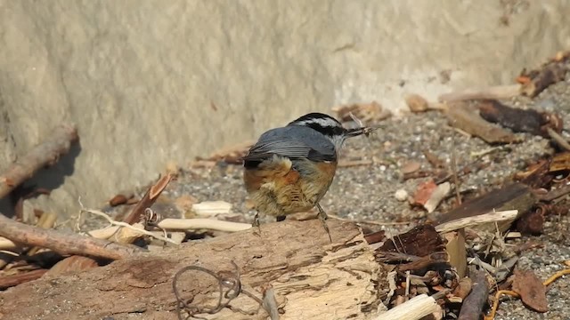 Red-breasted Nuthatch - ML201222811
