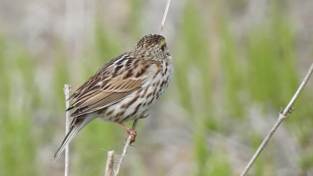 Savannah Sparrow (Savannah) - ML201222841