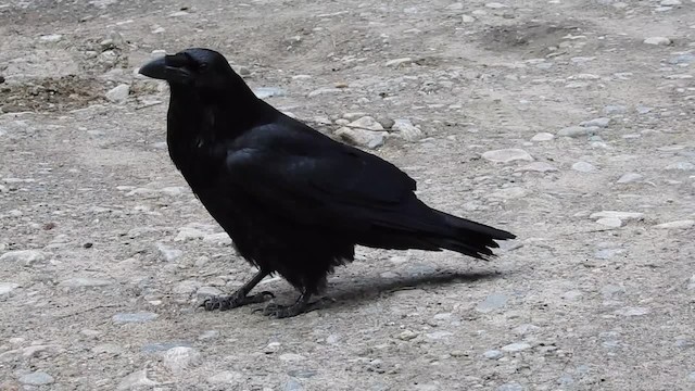 Common Raven - ML201222871