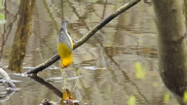 Prothonotary Warbler - ML201222881