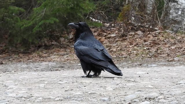 Common Raven - ML201222891