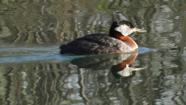 Red-necked Grebe - ML201222911