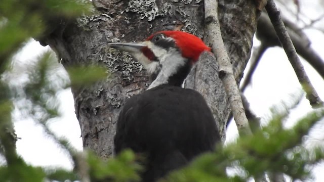 Pileated Woodpecker - ML201222931