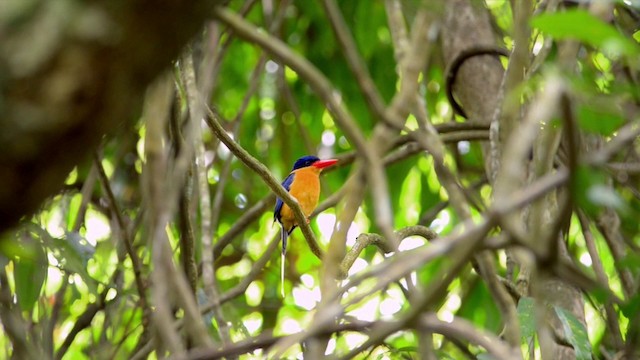 Buff-breasted Paradise-Kingfisher - ML201222981
