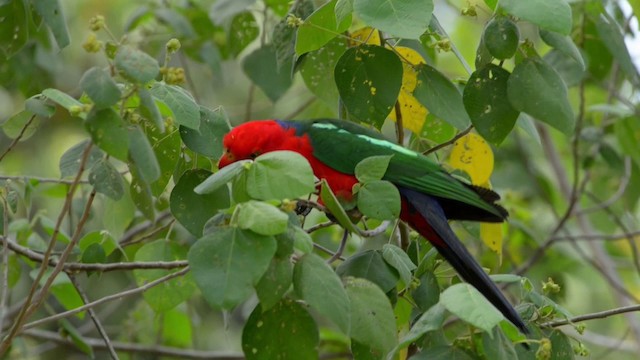 Australian King-Parrot - ML201223021