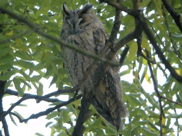 Long-eared Owl (Eurasian) - ML201223271