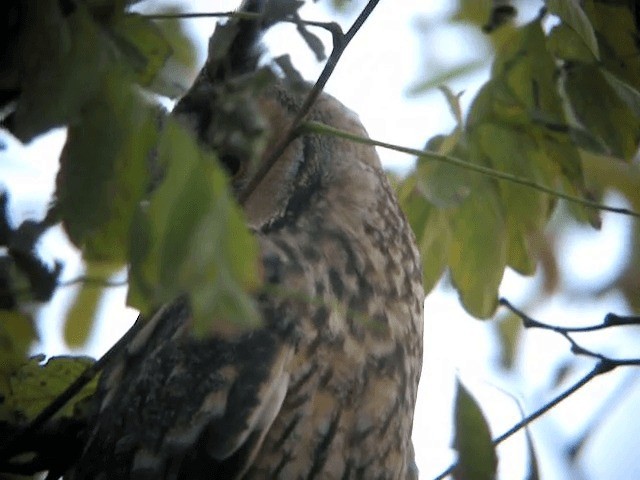 Long-eared Owl (Eurasian) - ML201223291