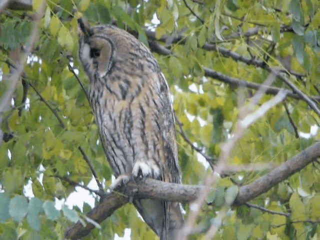 Long-eared Owl (Eurasian) - ML201223301