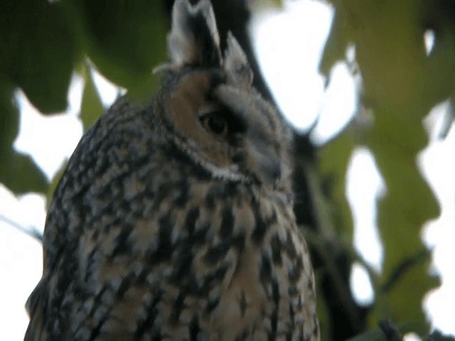 Long-eared Owl (Eurasian) - ML201223311