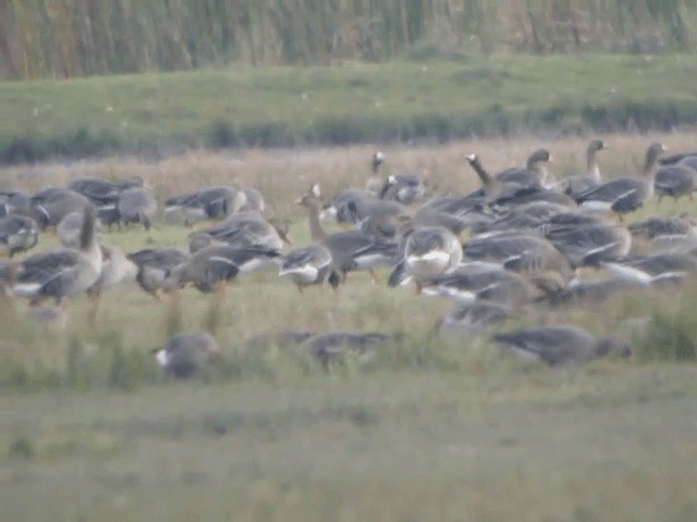 Greater White-fronted Goose (Eurasian) - ML201223381