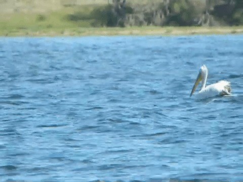 pelikán kadeřavý - ML201223701