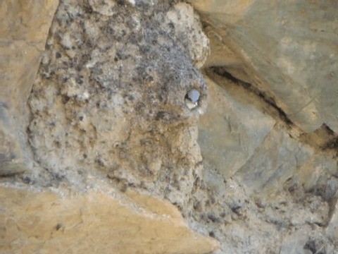 Большой скальный поползень - ML201224021