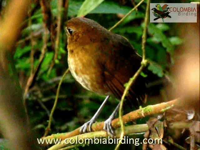 Brown-banded Antpitta - ML201224191