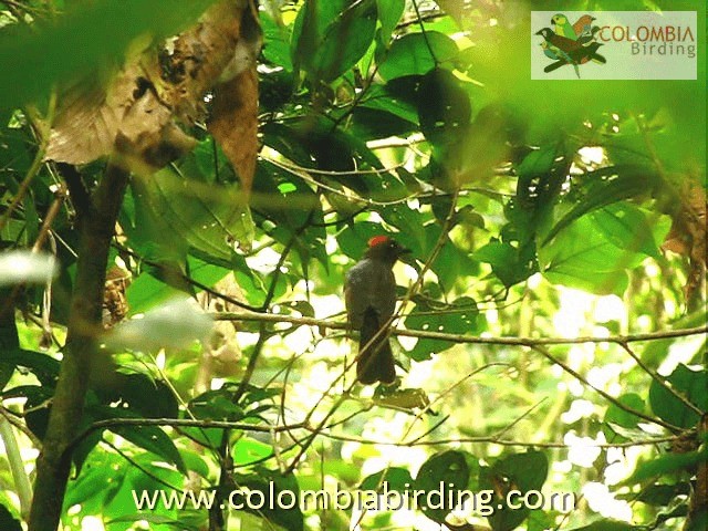 Sooty Ant-Tanager - ML201224231